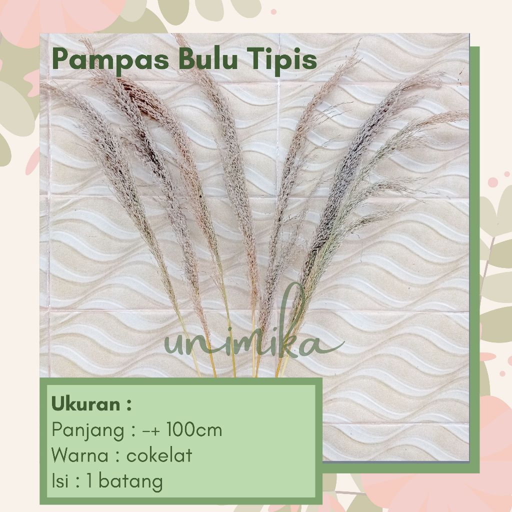 Pampas bulu tipis | pampas kering | Daun & Bunga Kering | Murah di Bali