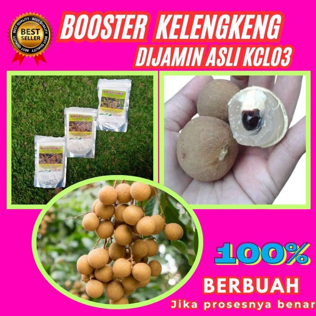 Pupuk Kelengkeng Merah, Pupuk Kelengkeng New Kristal, Pupuk Kelengkeng Saat Berbunga