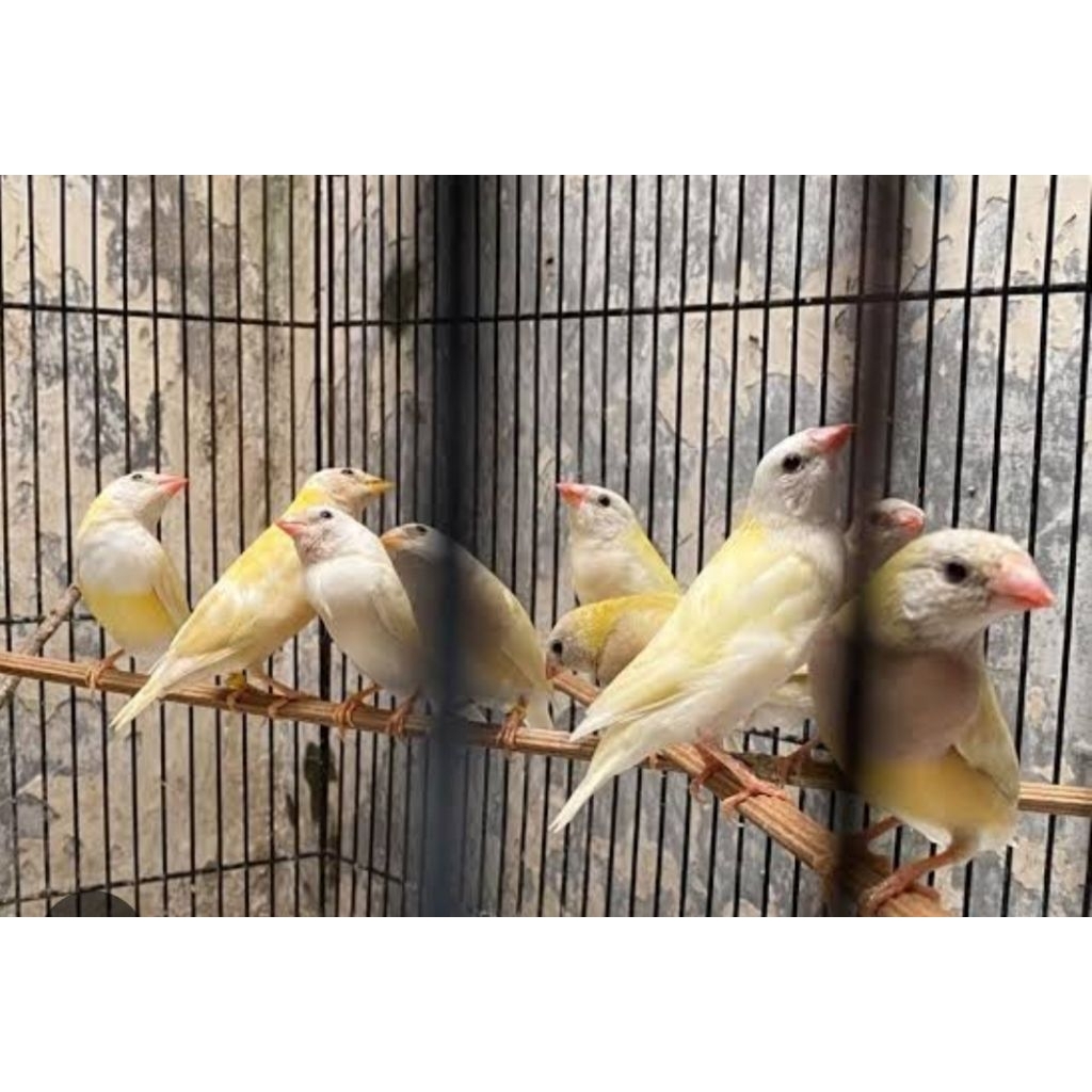 burung gold Amadine anakan kuning