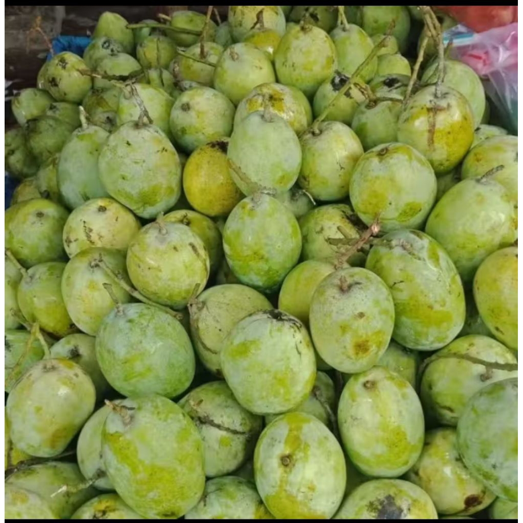 mangga Indramayu jumbo manis matang mengkel mentah