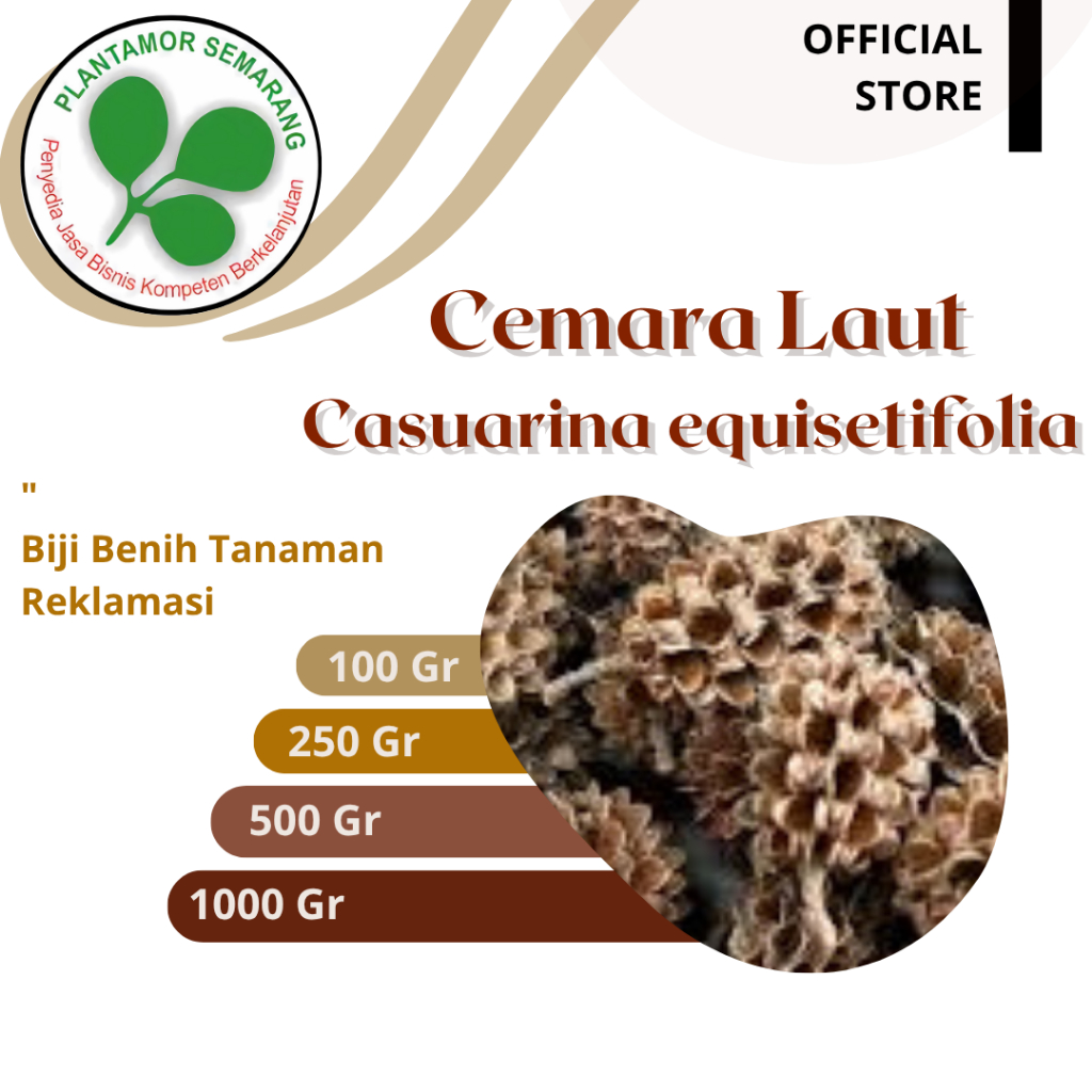Biji Cemara Laut (Casuarina) / Kayu Keras Reklamasi