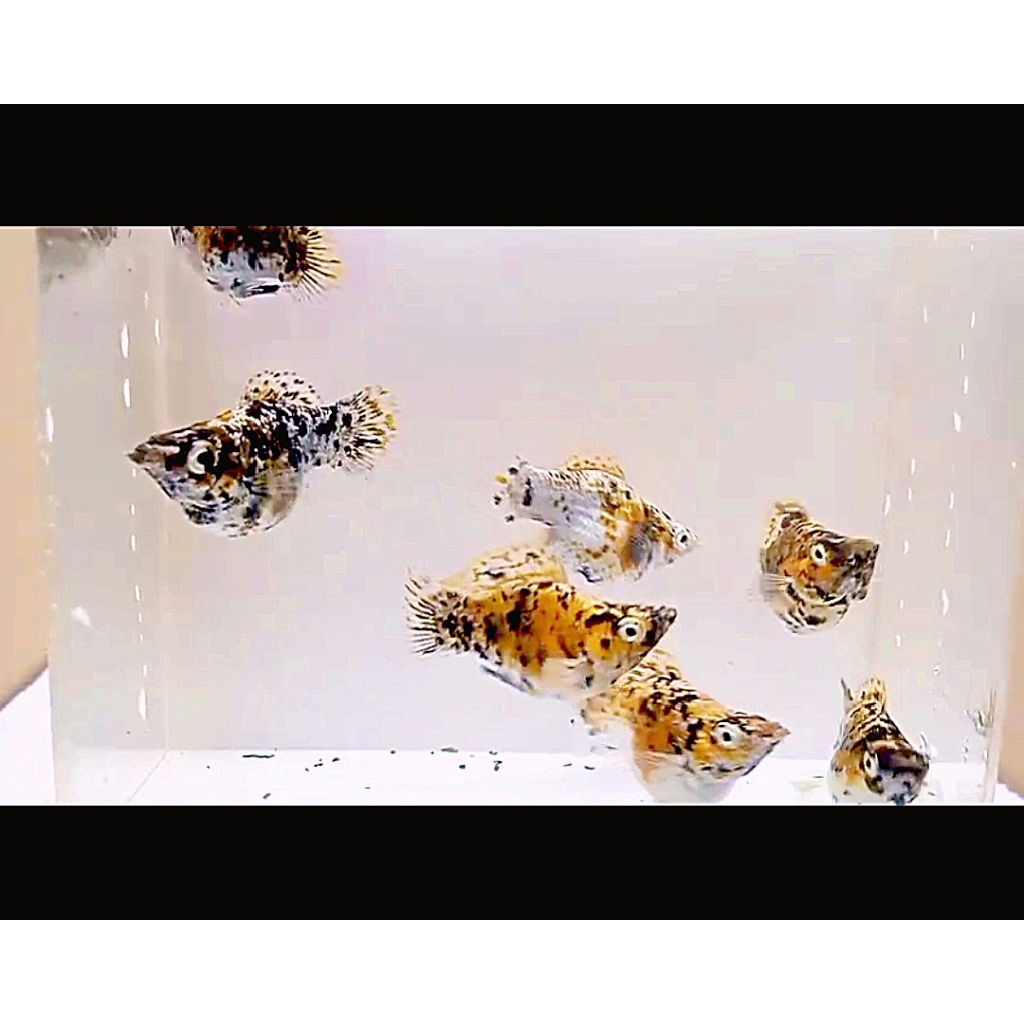 hiasan akuarium SEPASANG MOLLY BALON CALICO