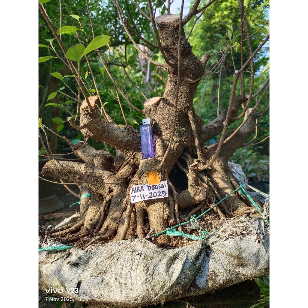 bahan bonsai kimeng super jumbo