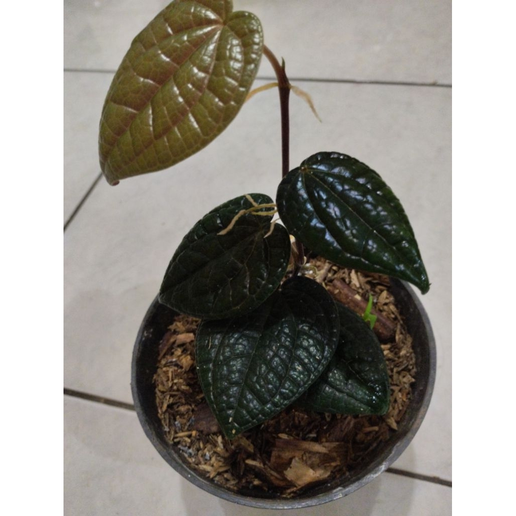 tanaman sirih hitam asli original