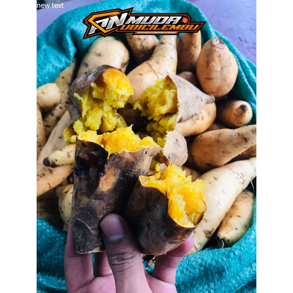 UBI MADU ASLI CILEMBU  MENTAH ISI BANYAK 1KG  SUMEDANG ASLI