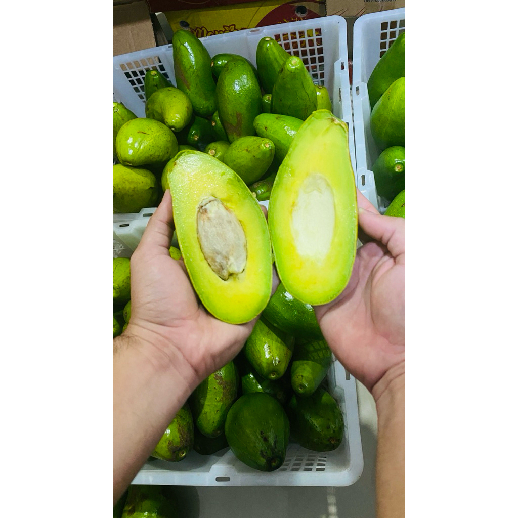 Alpukat Mentega Siger 1-4kg