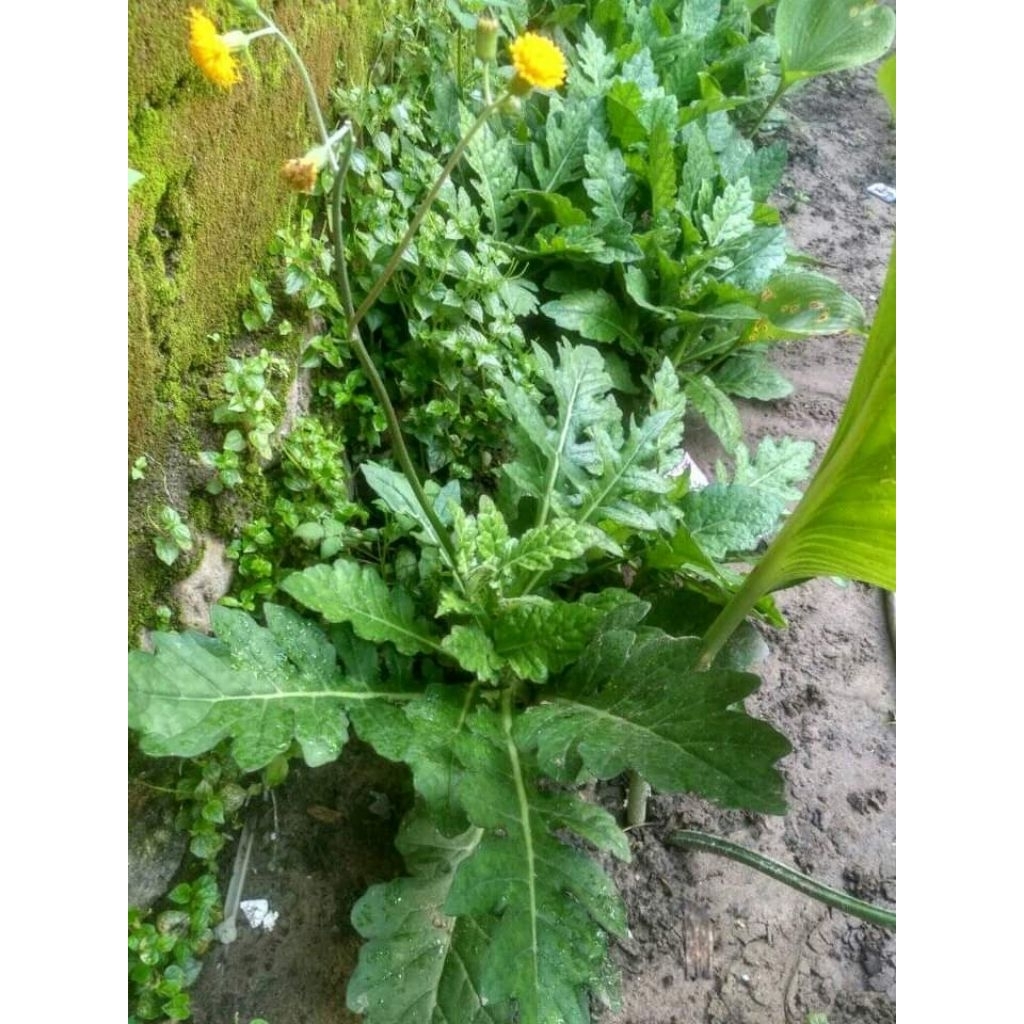 daun umbi dewa segar