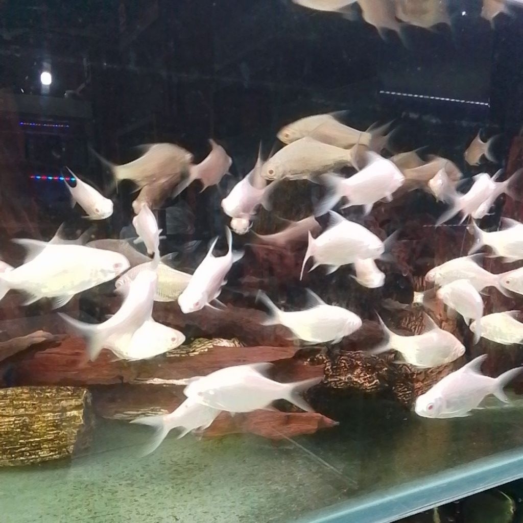 kapiad/kaviat platinum