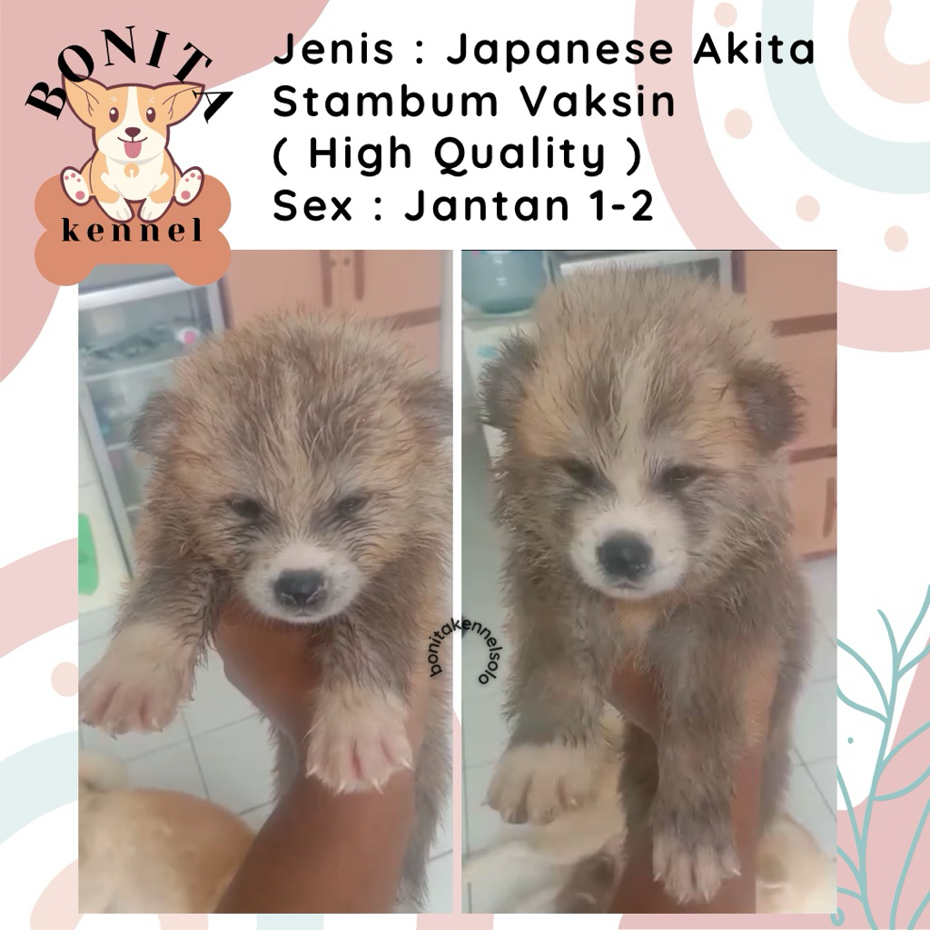 Japanese Akita Stambum Anjing Akita Jepang Jantan Betina Anjing Hachiko