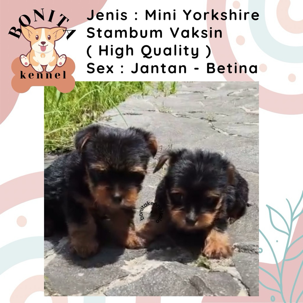 Yorkshire Terrier Stambum Jantan Betina Jantan Anak Anjing Yorkshire