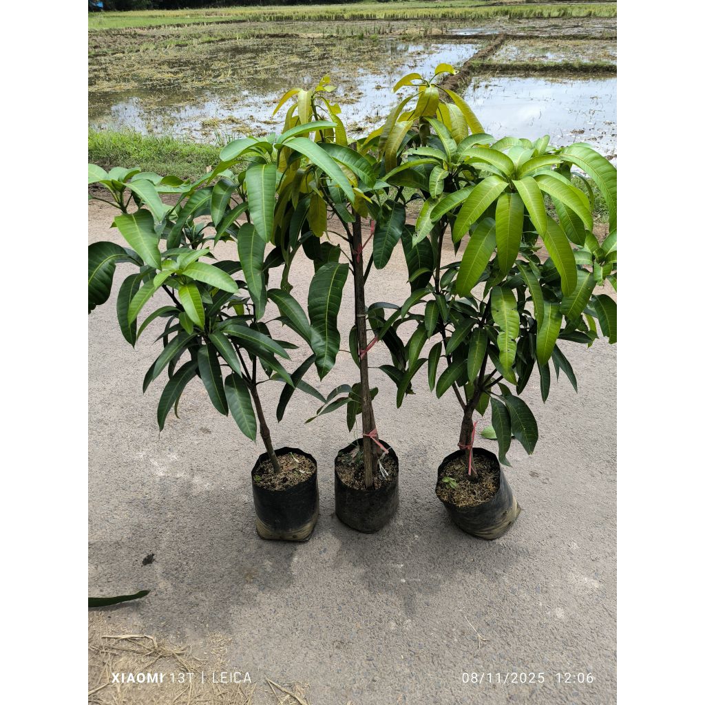 bibit mangga kiojay bogel (sambung susu/cangkok susu)