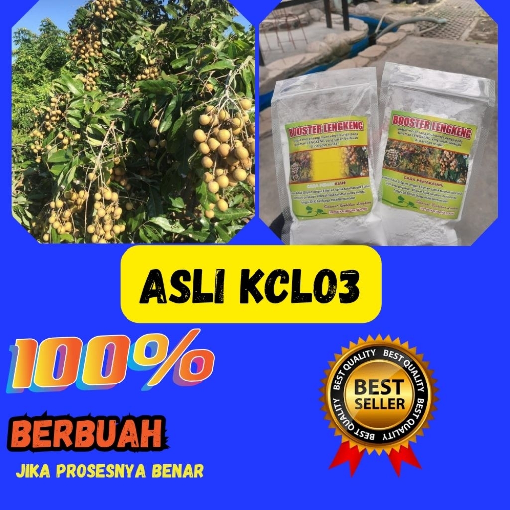 Pupuk Kelengkeng Merah, Pupuk Kelengkeng New Kristal, Pupuk Kelengkeng Saat Berbunga