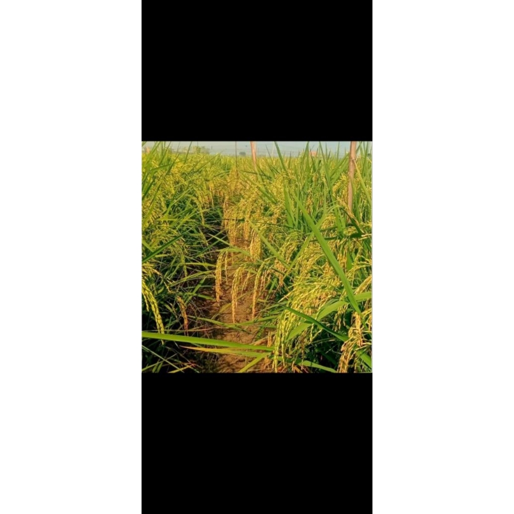 bibit padi unggul inpari32 1kg