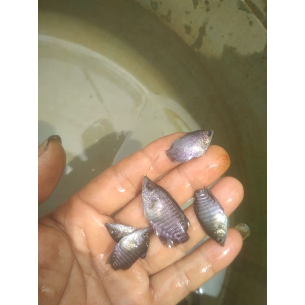 gurame soang ukuran jempol paketan isi 10