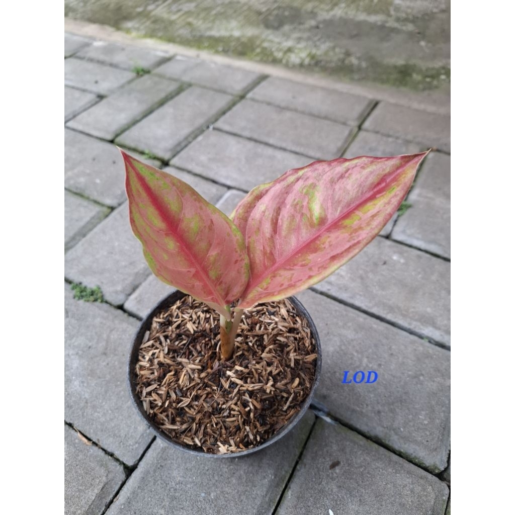 Aglonema LOD