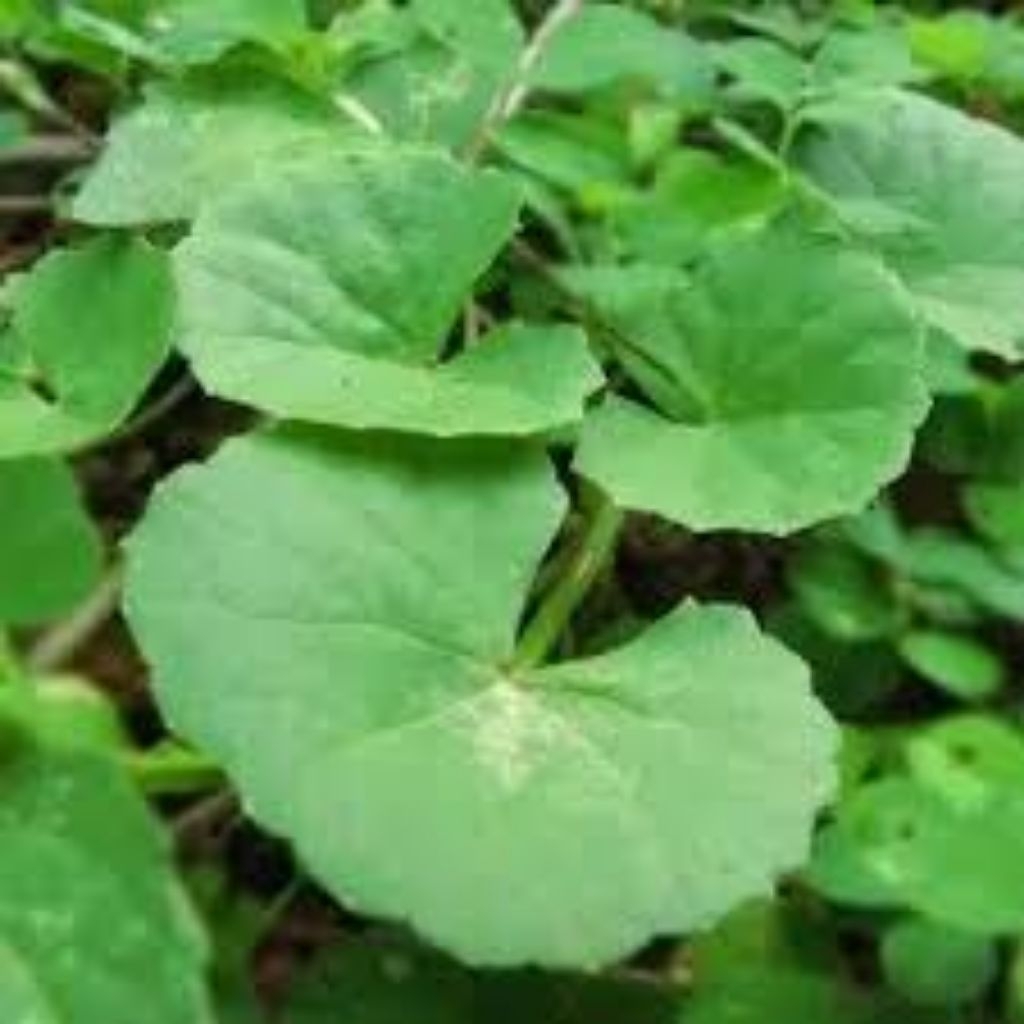 Pegagan merah segar-antanan -per 200 Gram