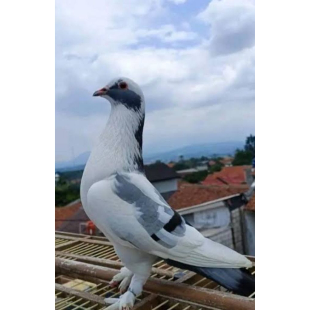 telur burung merpati kolong fertil siap diteteskan