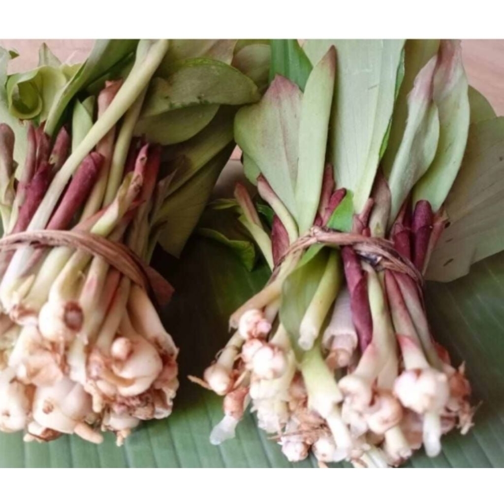 LALAP DAUNK KENCUR MUDA 100GRAM