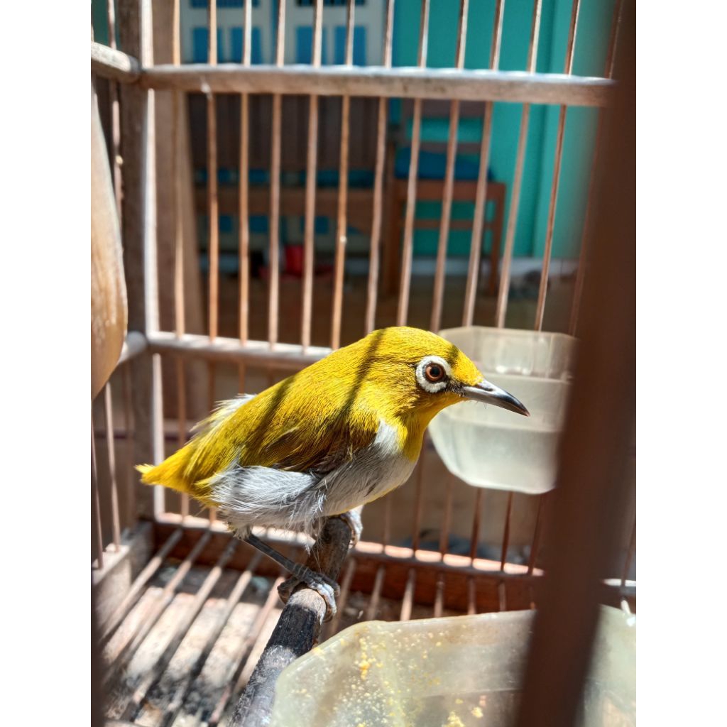 Pleci Buxtoni Bustomi Pilihan Jantan