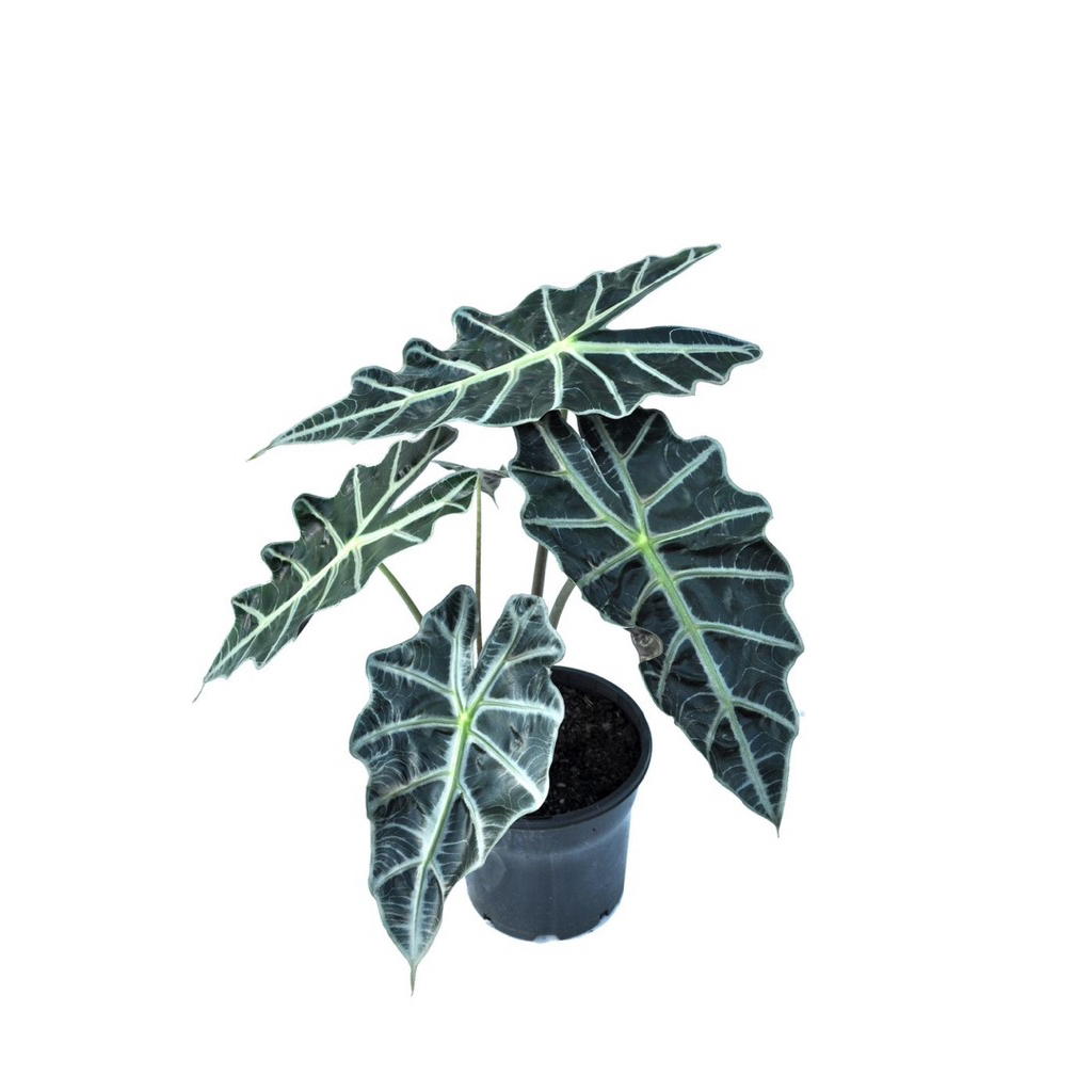 Jual Tanaman hias alocasia amazon/ tanaman alocasia amazon