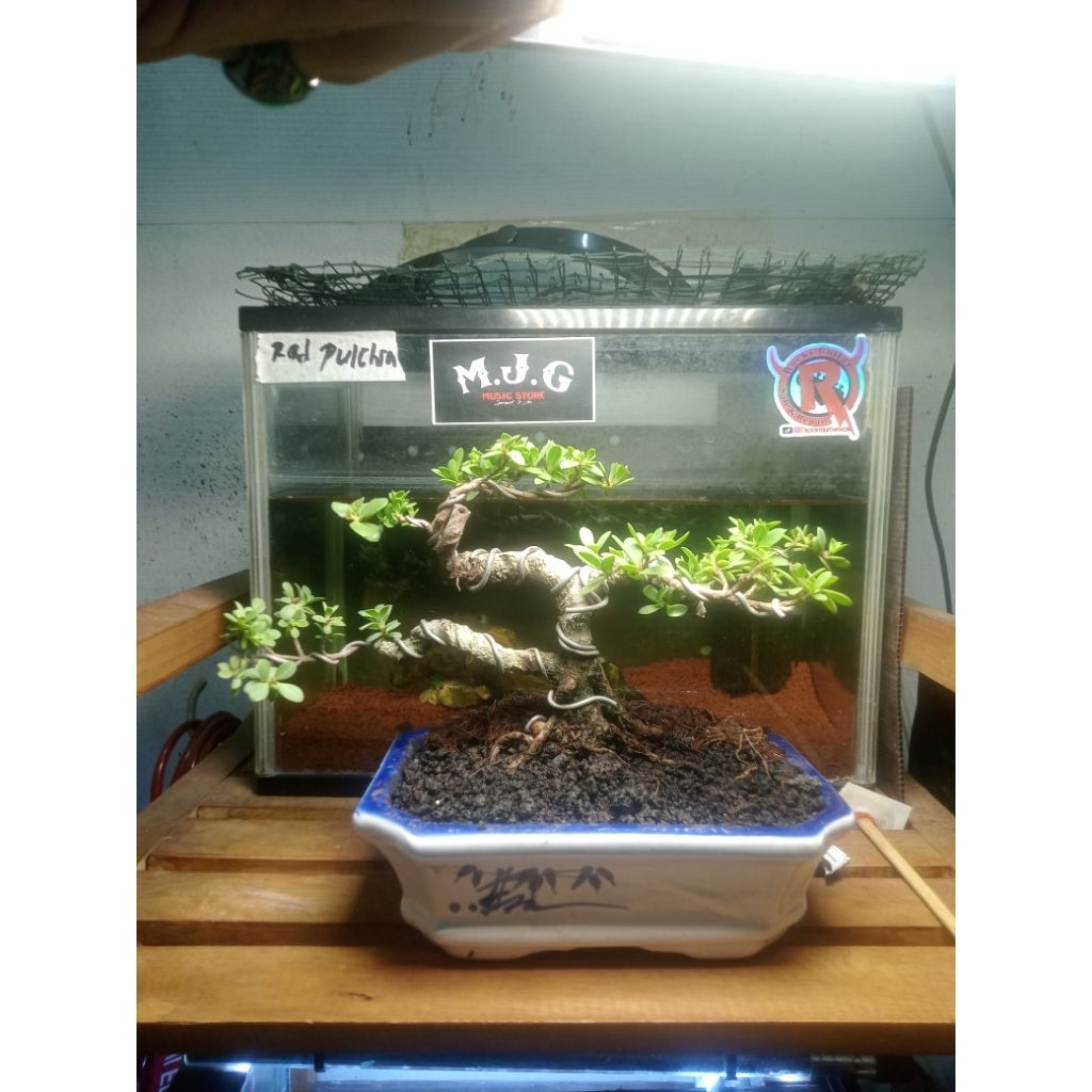 bonsai santigi karang  mame siap pajang