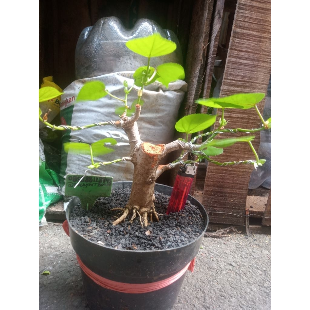 bonsai waru tahapan prokar mame