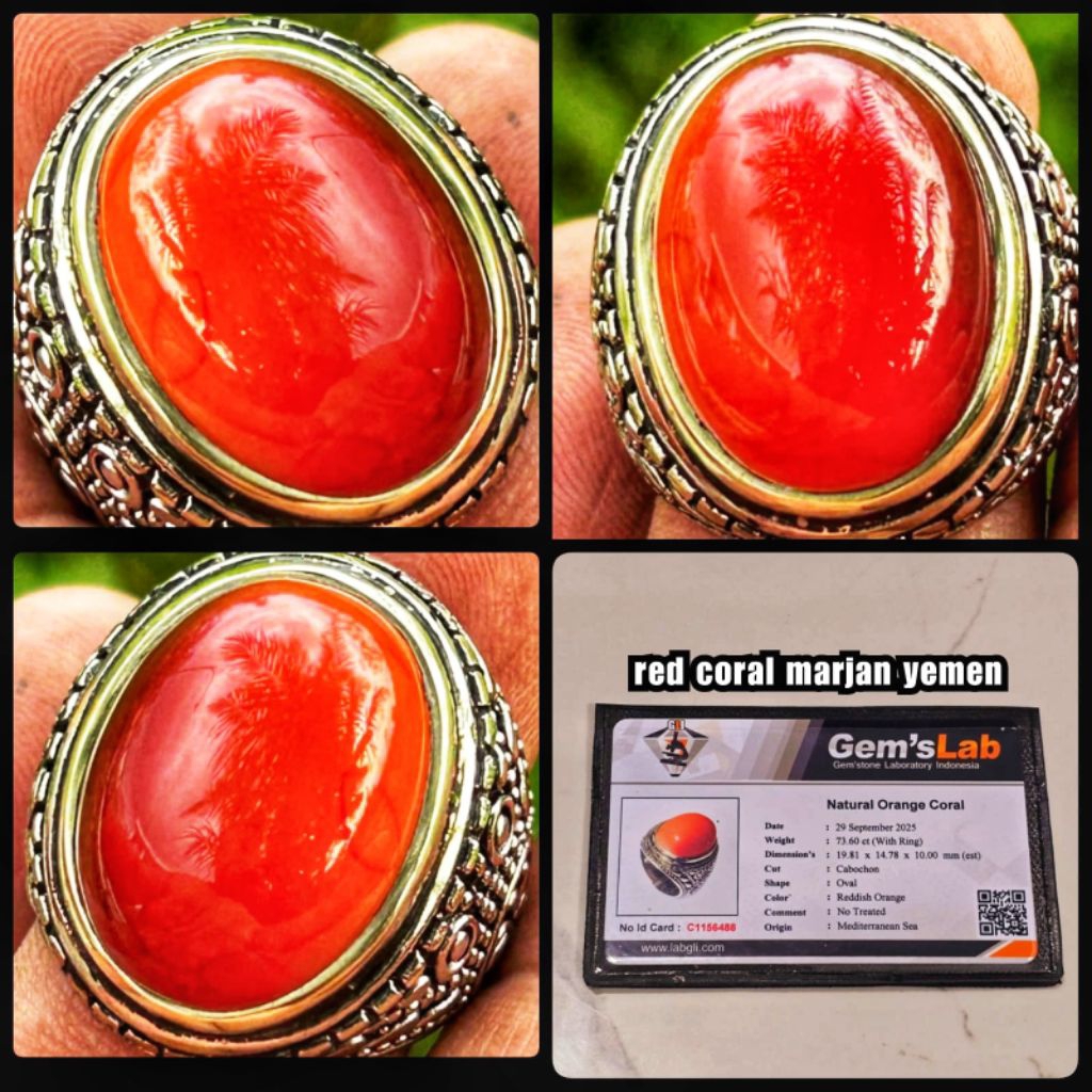 Marjan merah coral super asli laut merah yemen