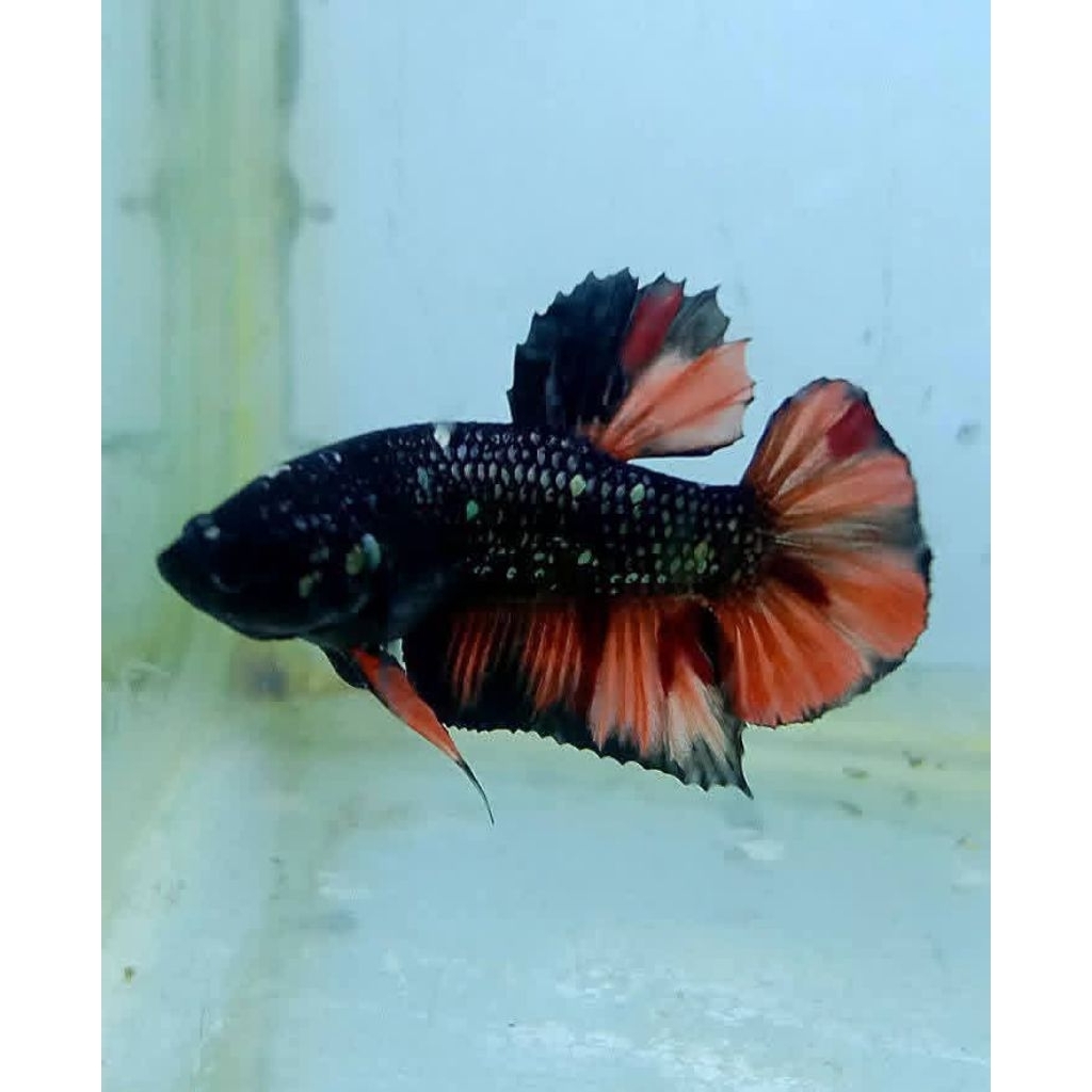 Cupang avatar nemo cooper size L