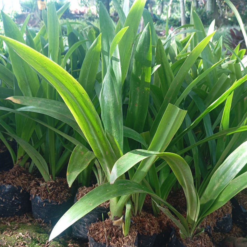 Tanaman bakung (Crinum asiaticum) Tanaman hias daun hijau dan panjang Bunga putih Bakung lele