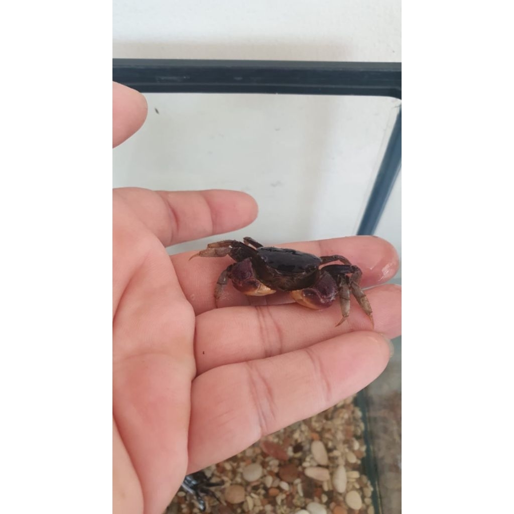 Kepiting Hias Blue Apple air tawar