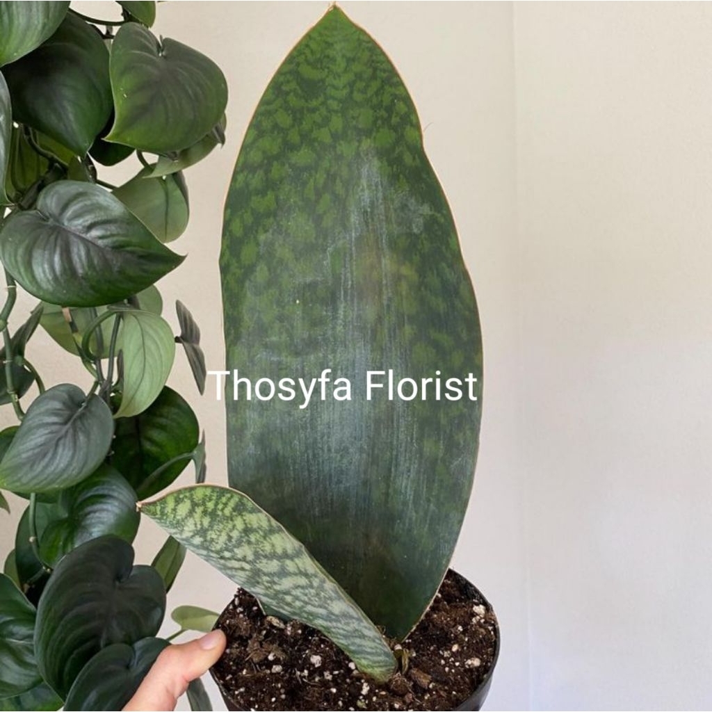 sansevieria centong masoniana