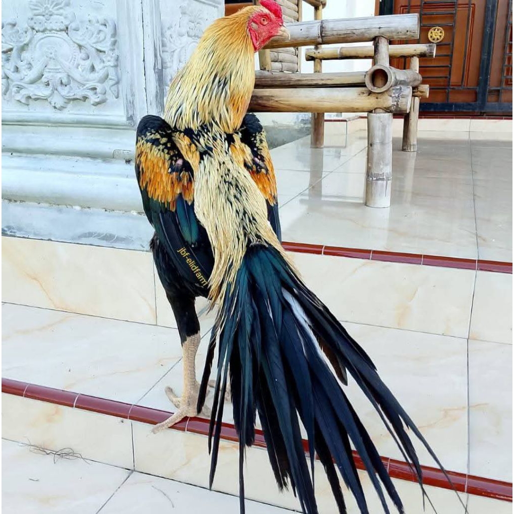 Telur Ayam Bangkok Ekor Lidi