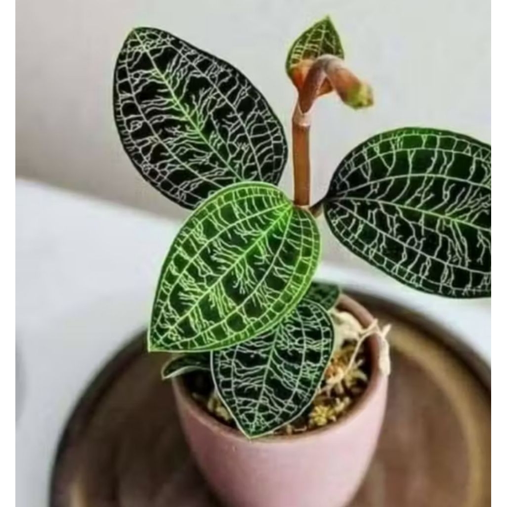 ki aksara hijau 3pcs