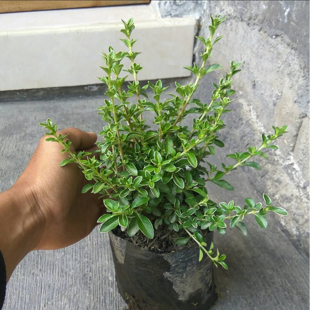 Tanaman hias Mirten Varigata Bahan Bonsai Pohon Bonsai Mirten Varigata