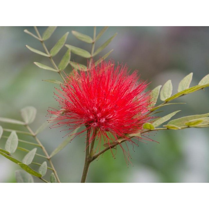 5 Biji Bibit Kaliandra