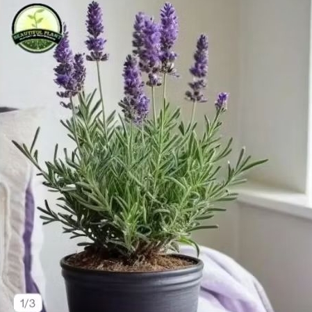 Tanaman hias lavender pengusir nyamuk - tanaman hias bunga lavender