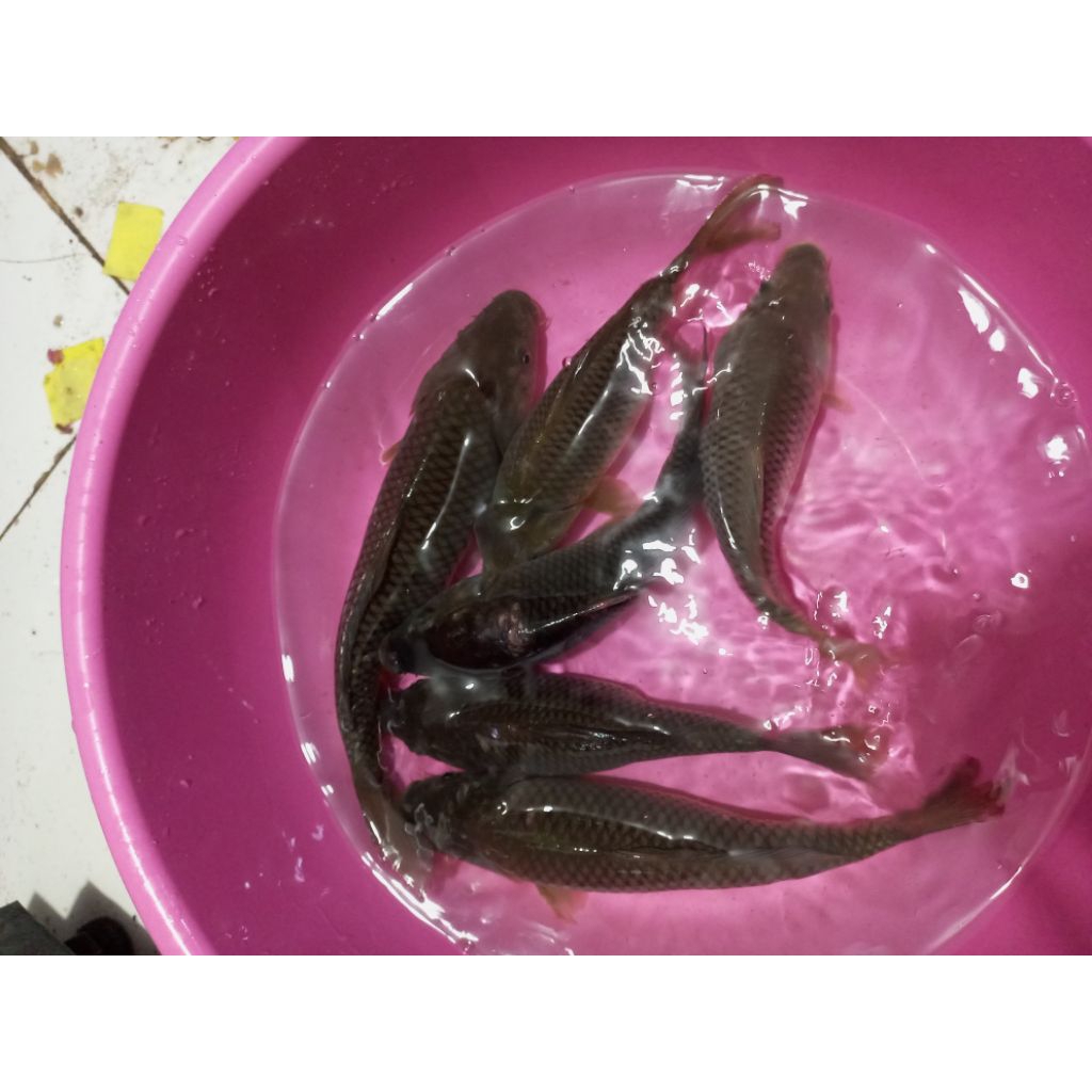 ikan mas hidup 1 kg