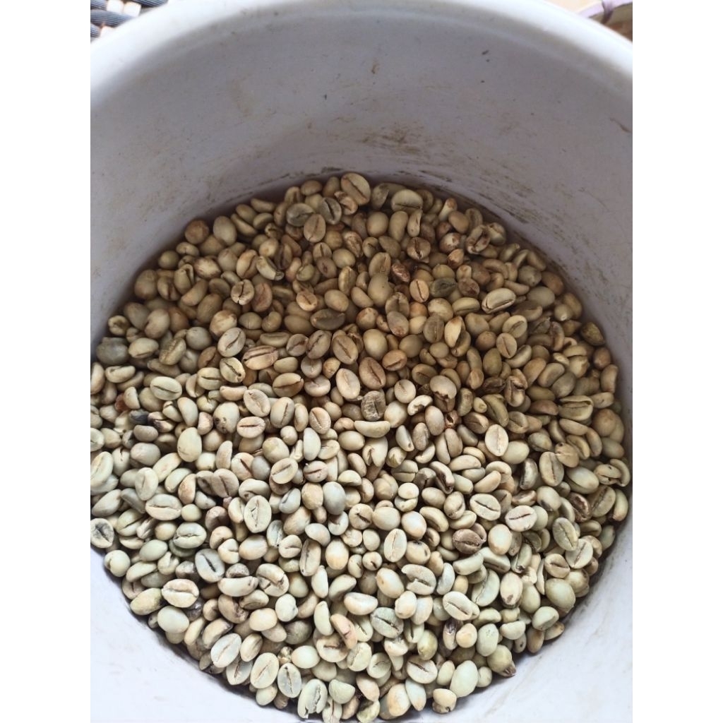 kopi green bean Robusta lampung