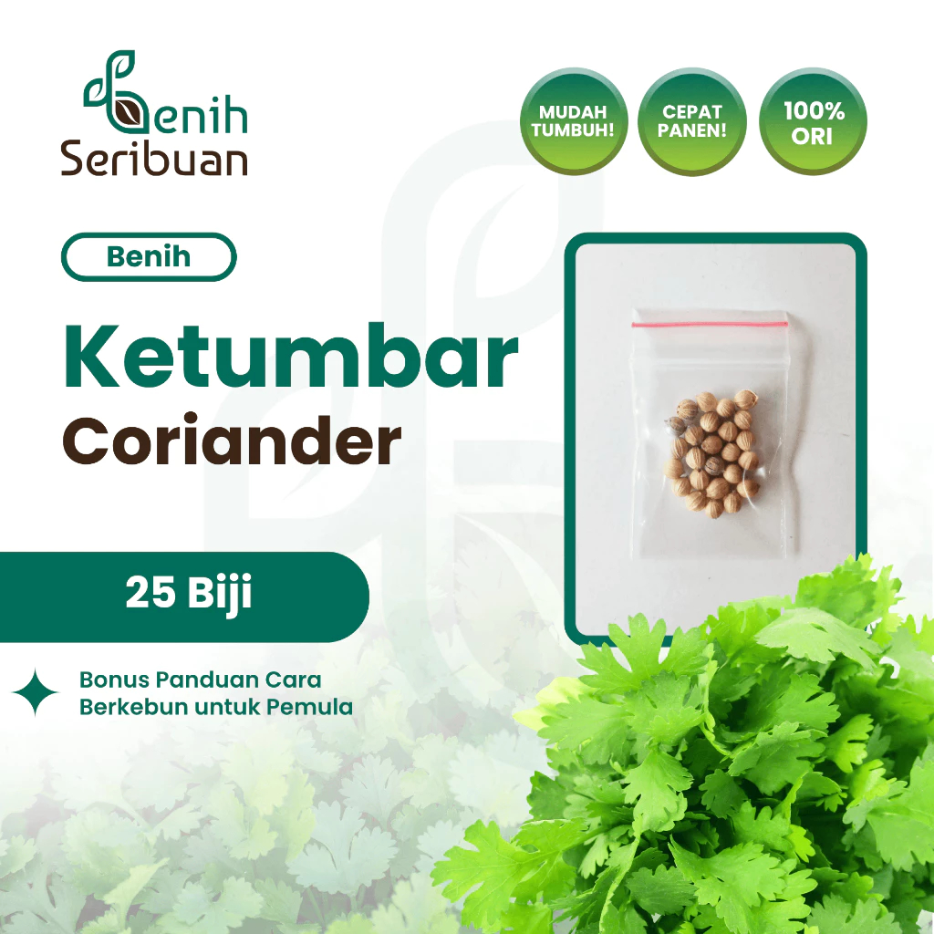 Benih Daun Ketumbar Favor Tanaman Herb Coriander