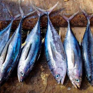 Ikan Tongkol Sisiak Segar Potong Fillet | Sayuran ID Padang