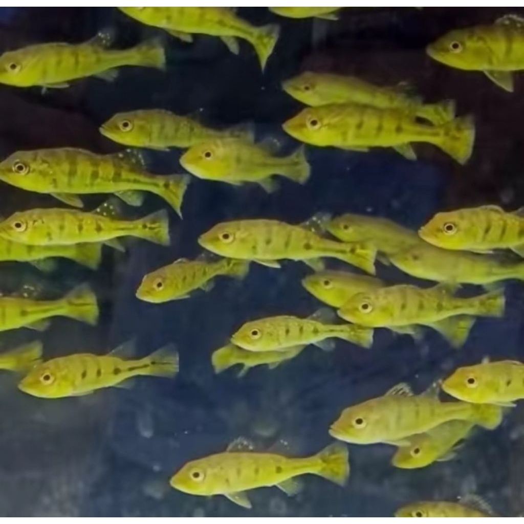 Peacock Bass Kelberi 8-10cm