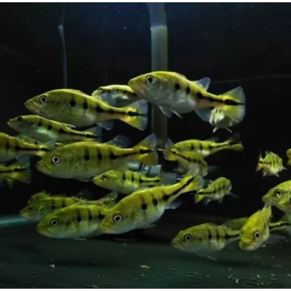 Peacock Bass Mono 8-10cm