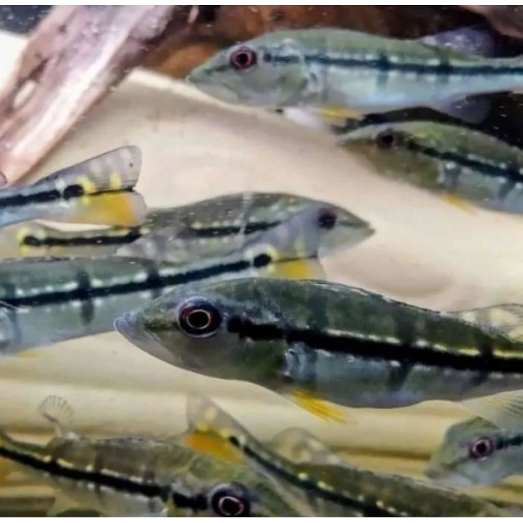 Peacock Bass Pinima 8-10cm