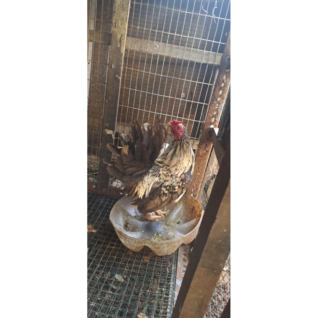 Ayam Jago/ Ayam kate/Ayam hidup