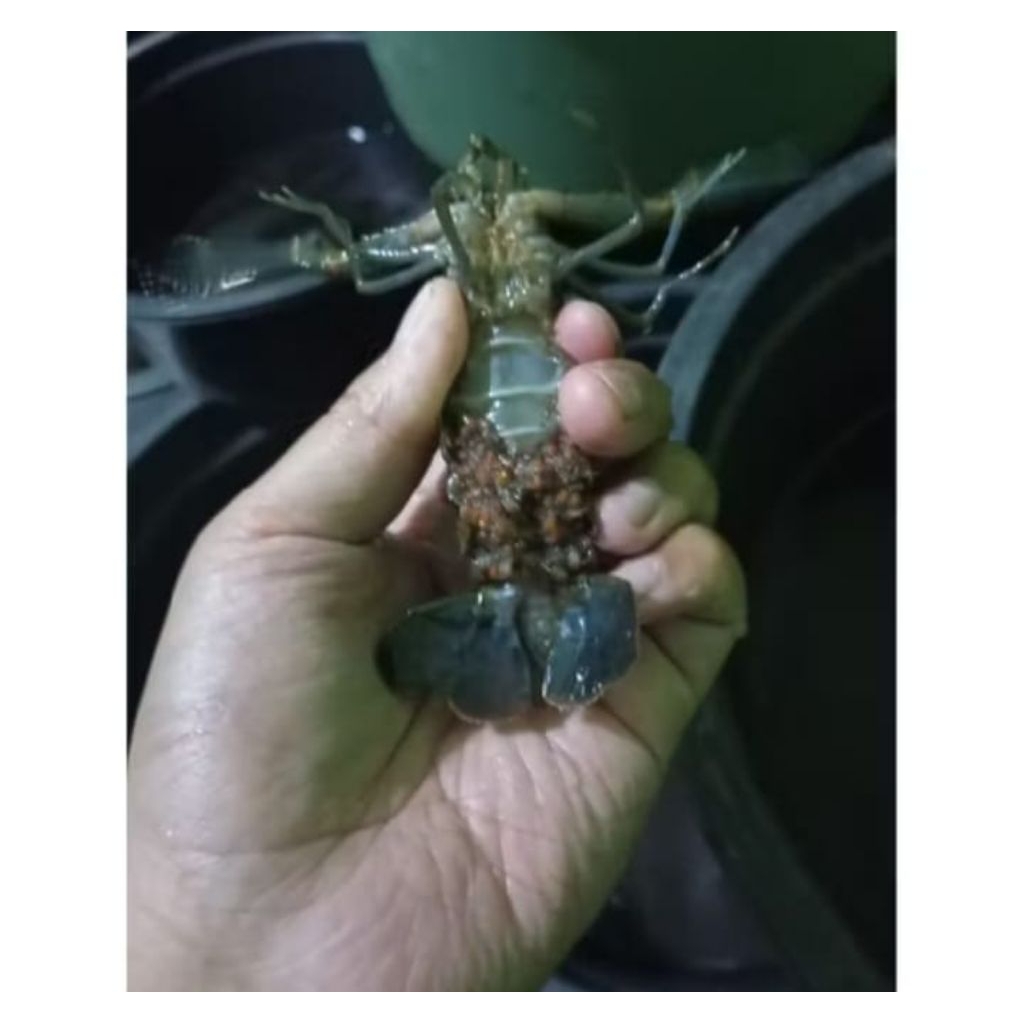 lobster air tawar red claw 2-3 inci
