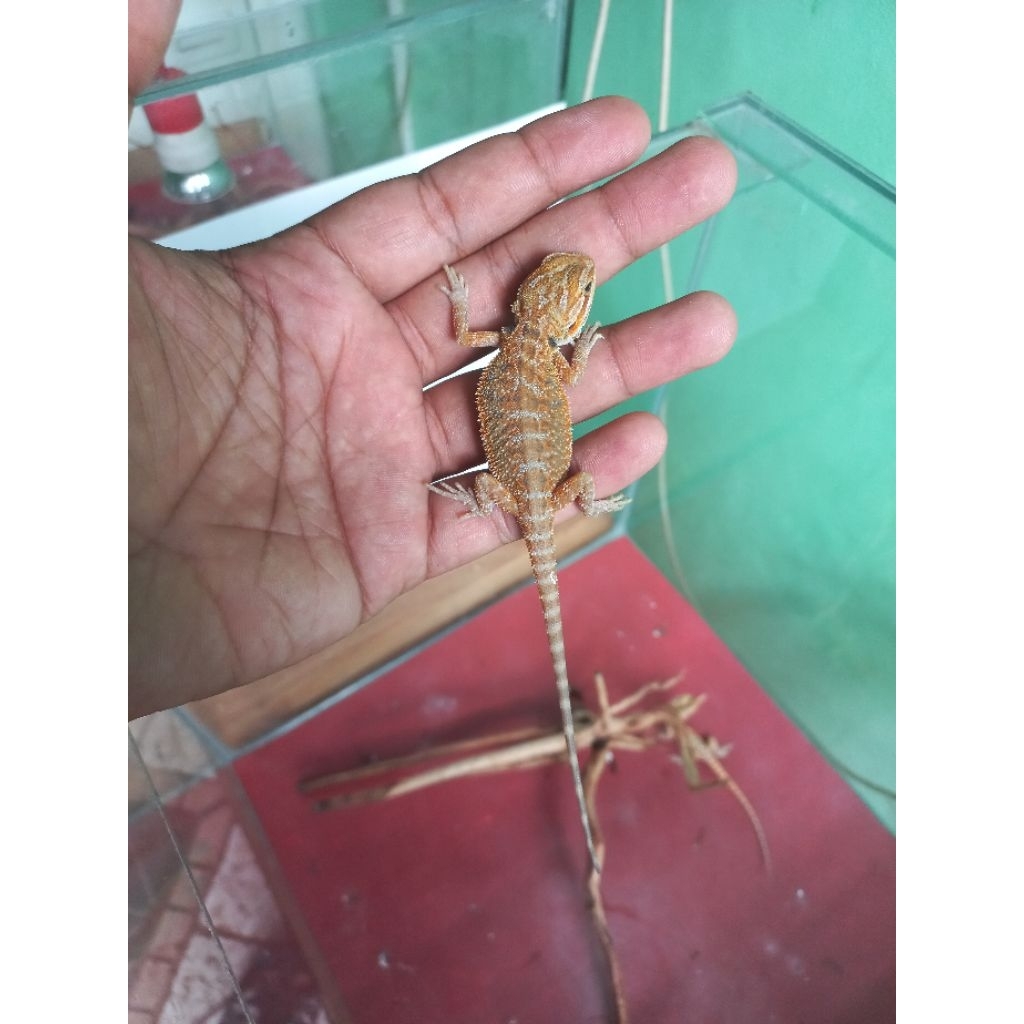 baby bearded dragon