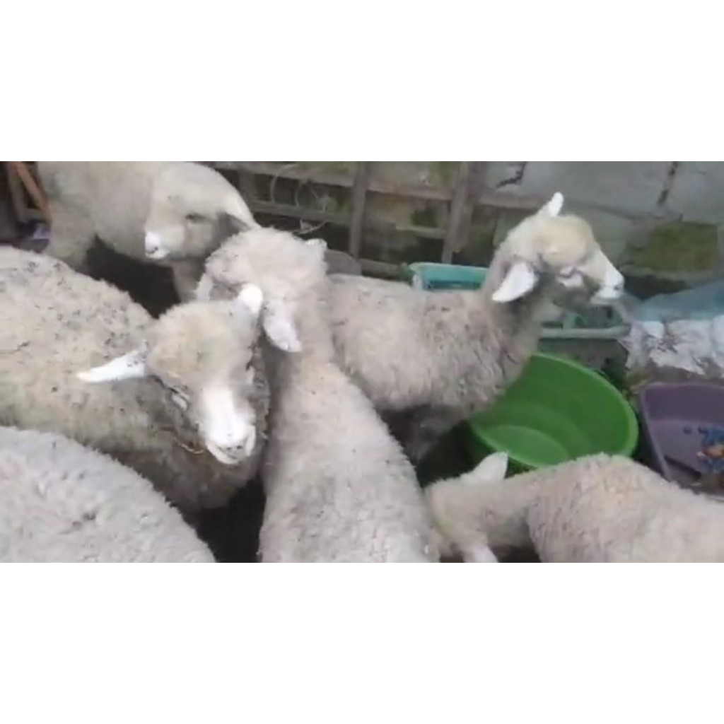 Paket merino 4 jntn 7 btna