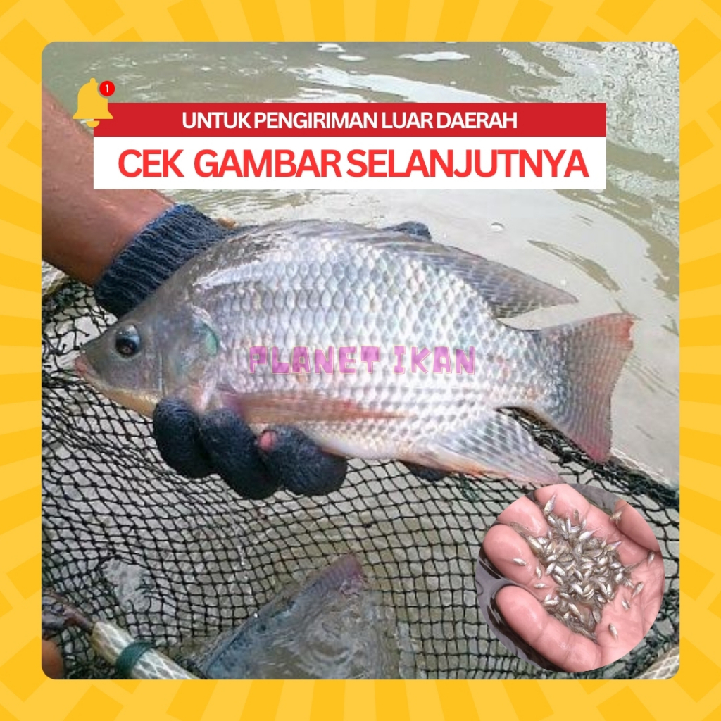 LARVA NILA HITAM ISI 400 EKOR - BIBIT IKAN NILA NIRWANA 4 UKURAN 0,5-1 CM / BIBIT IKAN NILA SUKABUMI