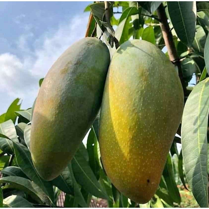 BIBIT MANGGA Mahatir UKURAN DEWASA SIAP berbunga