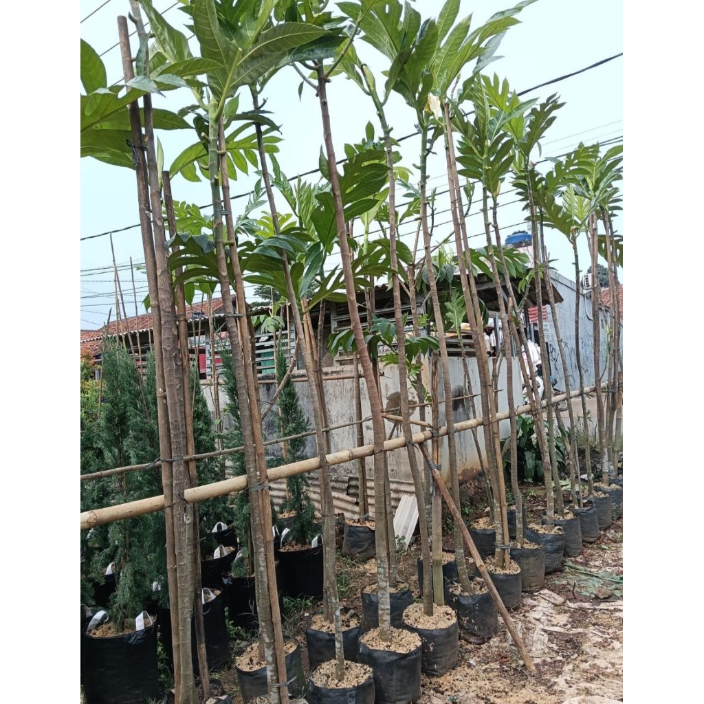 pohon sukun tinggi 3 meter